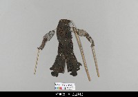 藏品(中國湖北皮影戲偶身)的圖片